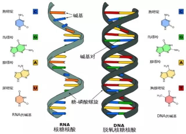 宇宙威龙国语，为何说人类起源于地球而不是外太空？证据有哪些？