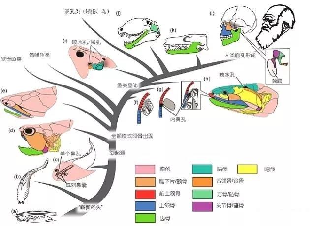 宇宙威龙国语，为何说人类起源于地球而不是外太空？证据有哪些？